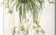 Хлорофітум чубатий (chlorophytum comosum "vittatum")