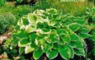 Хоста - hosta