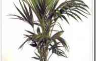 Ховея форстер (howea forsteriana)
