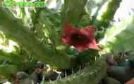 Huernia (гуернія шорстка) - опис, фото, догляд, розведення