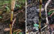 Хвощ луговий (equisetum pratense ehrh.)