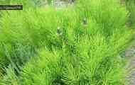 Хвощ польовий (equisetum arvense l.)