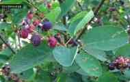Ірга круглолиста, або звичайна (amelanchier ovalis medik.)