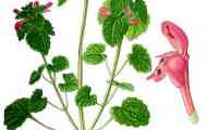 Глуха кропива пурпурова - lamium purpureum l.