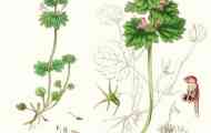 Яснотка стеблеоб`емлющіе - lamium amplexicaule l.