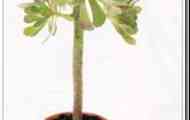 Еонімум деревовидний (aeonium arboreum)