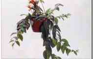 Есхінантус (aeschynanthus lobbianus)
