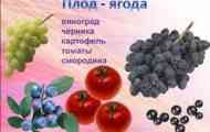 Які бувають плоди?
