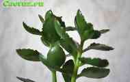 Kalanchoe (каланхое блоссфельда) - опис, фото, догляд, розведення