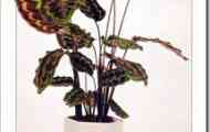 Калатея вейча (calathea veitchiana)