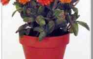 Календула (calendula officinalis)