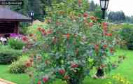 Калина гордовина (viburnum lantana l.)