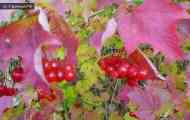 Калина звичайна (viburnum opulus l.)