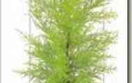 Кипарис великоплідний "золотий гребінець" (cupressus macrocarpa "goldcrest")