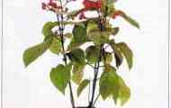 Клеродендрум гібридний (clerodendrum x speciosum)