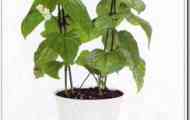 Клеродендрум томсона (clerodendrum thomsonae)