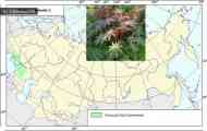 Рицина (ricinus communis l.)