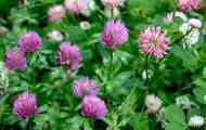 Клевер луговий, червоний (trifolium pratense l.)