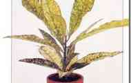 Кодиеум строкатий (codiaeum variegatum "aucubifoiium")