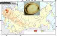 Кільцева гниль картоплі - (clavibacter michiganensis subsp. Sepedonicus (spieckermann &&hellip;