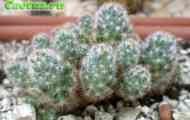Колючки представників сімейства cactaceae