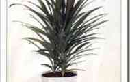 Кордилина пряма (cordyline stricta)