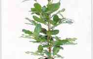 Корінокарпус гладкий (corynocarpus laevigata)