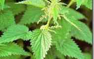 Кропива (дводомна і пекуча)
