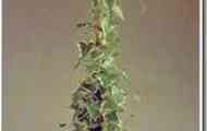 Крестовник крупноязичковий "строкатий" (senecio macroglossus "variegatum")