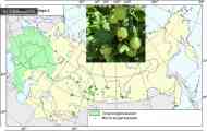 Агрус (ribes uva-crispa l.)