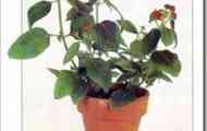 Лантану шипувата (lantana camara)