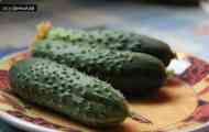 Особистий досвід вирощування огірків в пластикових контейнерах