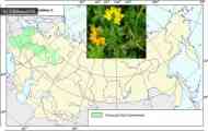 Лядвенец рогата (lotus corniculatus l.)