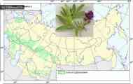 Люцерна синя, або люцерна посівна (medicago sativa l.)