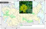 Люцерна жовта, люцерна серповидна (medicago falcata l.)