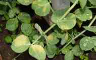 Несправжня борошниста роса гороху (peronospora pisi syd.)