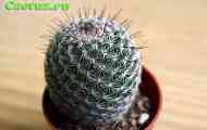 Mammillaria (маммиллярии петена) - опис, фото, догляд, розведення
