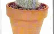 Маммиллярии гана (mammillaria hahniana)