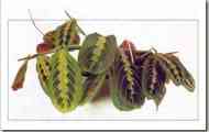 Маранта беложильчатая "червонолисті" (maranta leuconeura "erythrophylla")