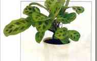 Маранта беложілковий "керховена" (maranta leuconeura var. Kerchoveana)