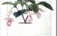 Медінілла чудова (medinilla magnifica)