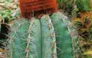 Мелокактус (melocactus) - кактус з шапочкою