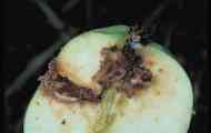 Методи боротьби з нічним метеликом - яблуневої плодожерки