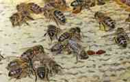 Методи ідентифікації підвиду бджоли медоносної (apis m. Mellifera l.)