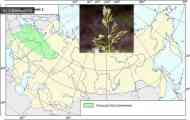 Тонконіг лучний (poa pratensis l.)