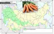 Морква посівна (daucus carota l. Subsp. Sativus (hoffm.) arcang.)