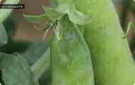 Борошниста роса гороху (erysiphe communis f. Pisi (h.a. Dietr.) jacz.)