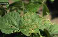 Звичайна плямистість квасолі (xanthomonas campestris pv. Phaseoli (smith) dye)