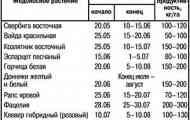 Організація медоносної конвеєра (поради бджоляра)