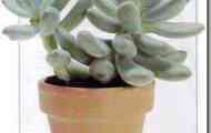 Пахіфітум (pachyphytum oviferum) (місячний камінь)